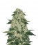 Купить сорт конопли Afghan Kush reg от World Of Seeds