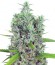 Kali Mist reg (Serious Seeds) семена конопли
