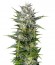 Pineapple Skunk reg (Humboldt Seeds) семена конопли