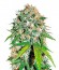 Семена конопли Skunk #99 шишки