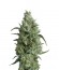 Super OG Kush fem (Pyramid Seeds) семена конопли