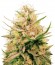 Auto Seemango fem (Victory Seeds) семена конопли