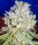 Cheese fem (Green House Seeds) семена конопли