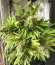 Godzilla Original Glue GG#4 fem (Herbies Seeds) семена конопли