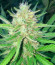 Sugar Candy fem (Delicious Seeds) семена конопли