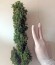 White Widow XXL Autoflowering fem семена конопли
