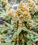 Gummy Skunk Fast Version fem (Easy Grow Seeds) семена конопли