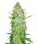 Auto Ak fem (Bulk Seed Bank) семена конопли