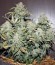 Auto MASS fem семена конопли