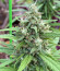 Descojack fem (Delicious Seeds) семена конопли