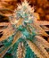 Sugar Black Rose fem (Delicious Seeds) семена конопли