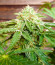 Hero Cookies fem (AlphaFem Seeds) семена конопли