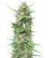Serious 6 reg (Serious Seeds) семена конопли
