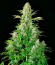 White Russian fem (Serious Seeds) семена конопли