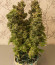 Auto Collection #2 (00 Seeds) микс семян конопли