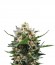 Royal Medic CBD fem (Royal Queen Seeds) семена конопли