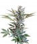 Speed Devil Auto fem (Sweet Seeds) семена конопли