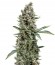 White Widow fem (Trikoma Seeds) семена конопли