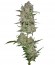 Jack 47 Auto fem (Sweet Seeds) семена конопли