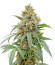 Papaya Zoap F1 Fast Version fem (Sweet Seeds) семена конопли