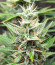 Bruce Banner #3 Auto fem (Herbies Seeds) семена конопли