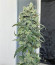 Cookies Gelato fem (Royal Queen Seeds) семена конопли
