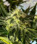 Keepers OG Autoflower fem (Seedkeepers) семена конопли