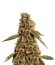 LSD fem (Barney's Farm) семена конопли