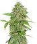 Northern Lights Auto fem сорт конопли Green House Seeds