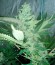 OG Kush reg (Humboldt Seeds) семена конопли