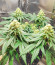 Shogun fem (Royal Queen Seeds) семена конопли