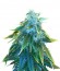 AK 48 fem сорт конопли