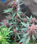 Blackberry Moonrocks Auto fem (AlphaFem Seeds) семена конопли