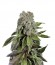 Blueberry fem (Trikoma Seeds) семена конопли