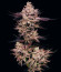 El Valle Haze fem (Compound Genetics) семена конопли