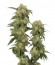 Купить семена каннабиса Pamir Gold шишки