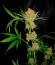 Sweet Black Angel fem (Samsara Seeds) семена конопли