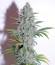 OG Kush Autoflowering fem (Dinafem Seeds) семена конопли