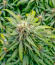 Also Know 47 Autoflower fem (Seedkeepers) семена конопли
