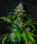 Black Muffin F1 Fast Version fem (Sweet Seeds) семена конопли