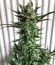 Godzilla Cookies Auto fem (Herbies Seeds) семена конопли