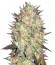Auto Lavender Best fem семена конопли