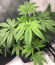 Punch Cookies fem (Original Sensible Seeds) семена конопли