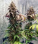 Triple G fem (Royal Queen Seeds) семена конопли