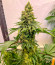Fullgas fem (Green House Seeds) семена конопли