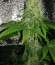 Royal Gorilla fem (Royal Queen Seeds) семена конопли