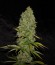 Appleberry fem (Sumo Seeds) семена конопли