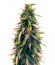 Auto Original Berry fem (Victory Seeds) семена конопли