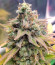 Descojack fem (Delicious Seeds) семена конопли