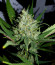 Gorilla Cookies Auto fem (FastBuds Seeds) семена конопли